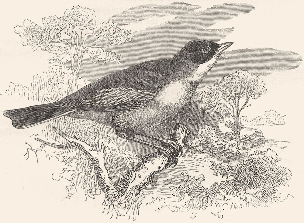 BIRDS. Singing. Spectacled Warbler c1870 old antique vintage print picture